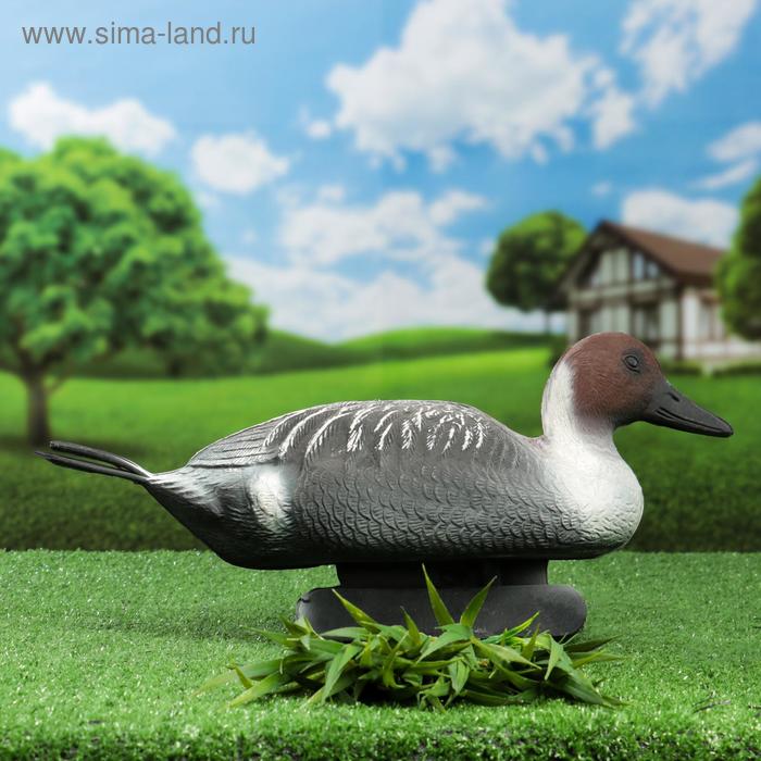 Фигура подсадная "Шилохвость" селезень, 46х15х21см
Фигура подсадная "Шилохвость" селезень, 46х15х21см