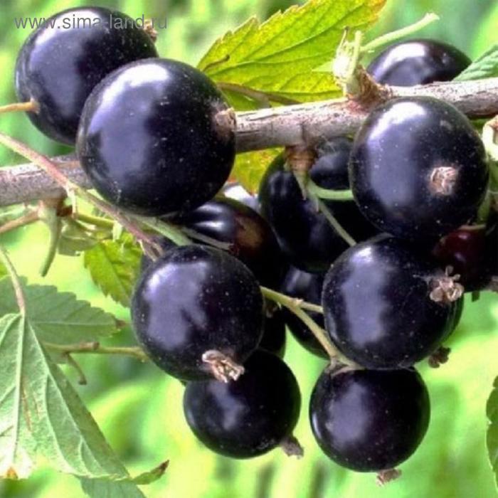 Смородина черная "Сибилла" (горшок квадратный 9см) 1 шт, Август 2021
Смородина черная "Сибилла" (горшок квадратный 9см) 1 шт, Август 2021