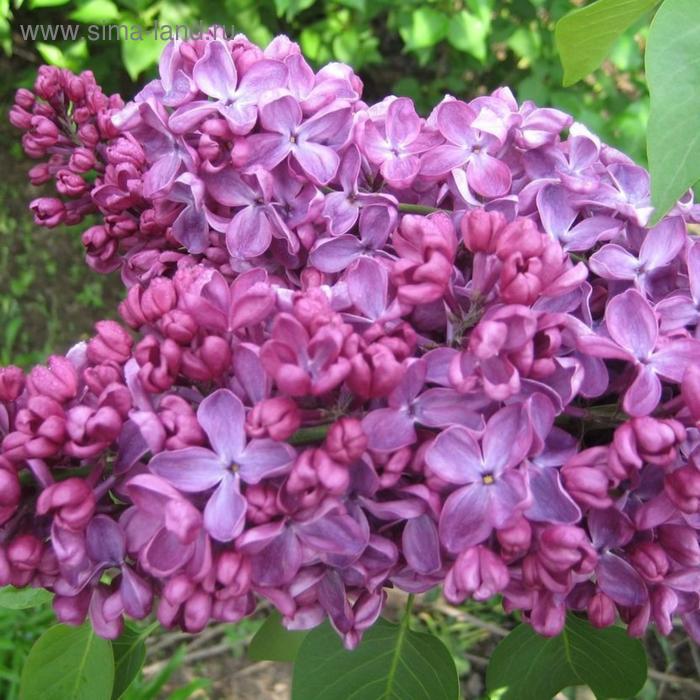 Сирень Заря Коммунизма, Горшок Р9, 1 шт, Август 2022
Сирень Заря Коммунизма, Горшок Р9, 1 шт, Август 2022