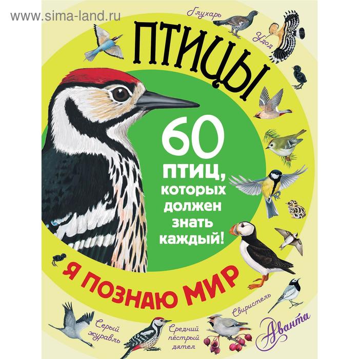 «Птицы»
«Птицы»