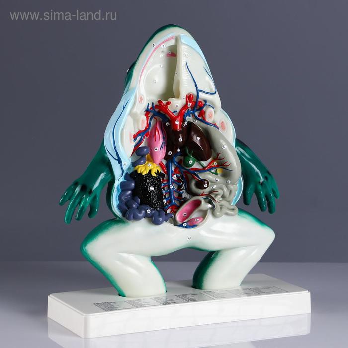 Макет "Лягушка в разрезе" 34*37см
Макет "Лягушка в разрезе" 34*37см