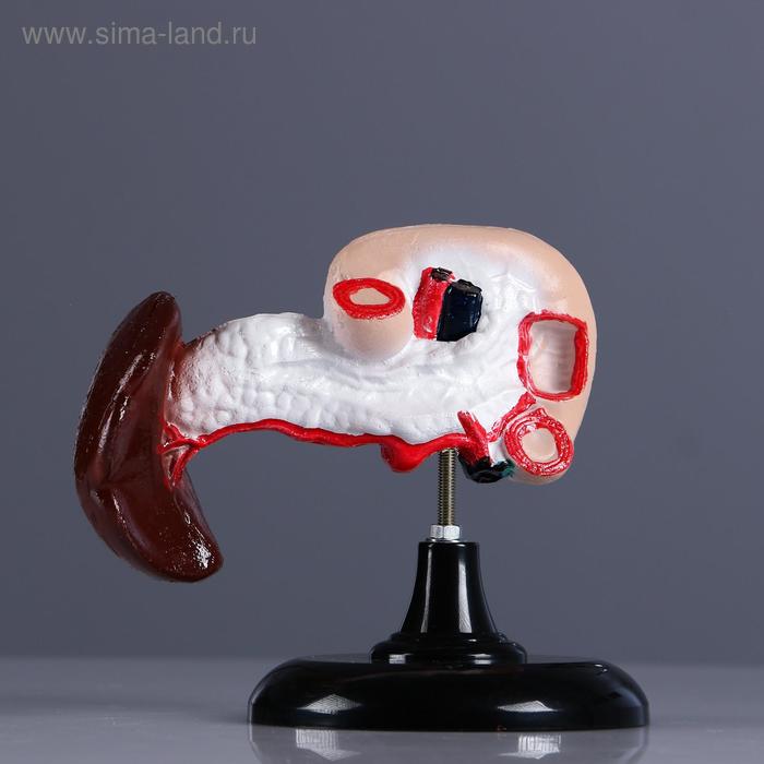 Макет "Поджелудочная железа человека" 13*10см
Макет "Поджелудочная железа человека" 13*10см