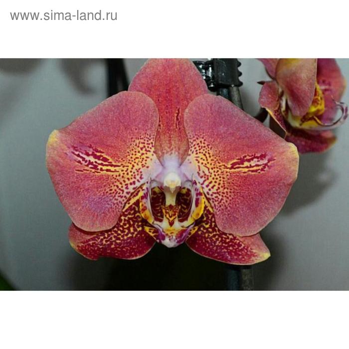 Орхидея Фаленопсис Leco Fantastic, без цветка (детка), горшок 2,5 дюйма
Орхидея Фаленопсис Leco Fantastic, без цветка (детка), горшок 2,5 дюйма