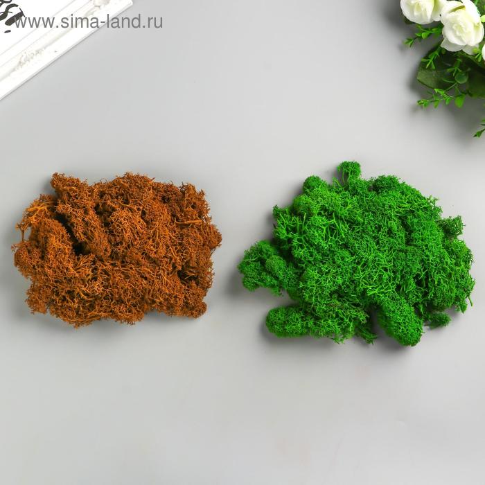Набор мха стабилизированный 2 в 1 "Зелёный и коричневый " 95 гр (+-5 гр).
Набор мха стабилизированный 2 в 1 "Зелёный и коричневый " 95 гр (+-5 гр).