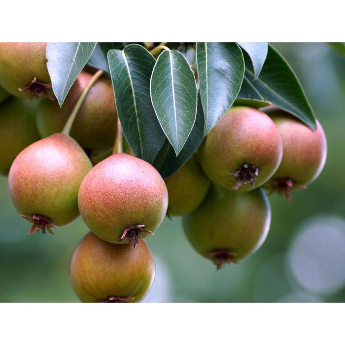 Груша уссурийская, С3 (горшок 3 л.), 60-80 см высота, Осень, 1 шт
Груша уссурийская, С3 (горшок 3 л.), 60-80 см высота, Осень, 1 шт