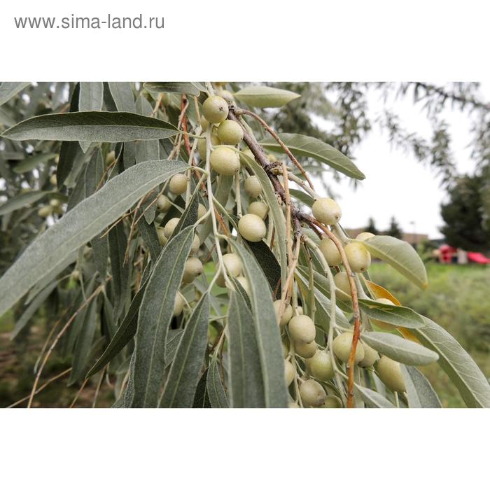 Лох узколистный, С2-С3 (горшок 3 л.), 20-40 см высота, Осень, 1 шт
Лох узколистный, С2-С3 (горшок 3 л.), 20-40 см высота, Осень, 1 шт