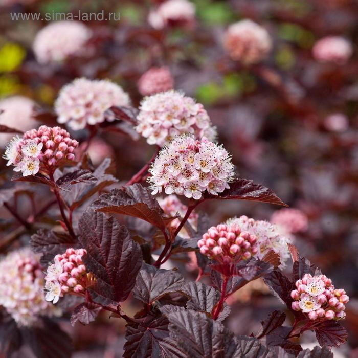 Пузыреплодник калинолистный, С3 (горшок 3 л.), 40-60 см высота, Осень, 1 шт
Пузыреплодник калинолистный, С3 (горшок 3 л.), 40-60 см высота, Осень, 1 шт