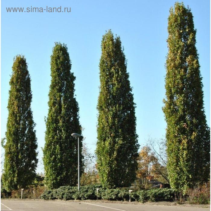 Тополь пирамидальный, С3 (горшок 3 л.), 40-60 см высота, Осень, 1 шт
Тополь пирамидальный, С3 (горшок 3 л.), 40-60 см высота, Осень, 1 шт