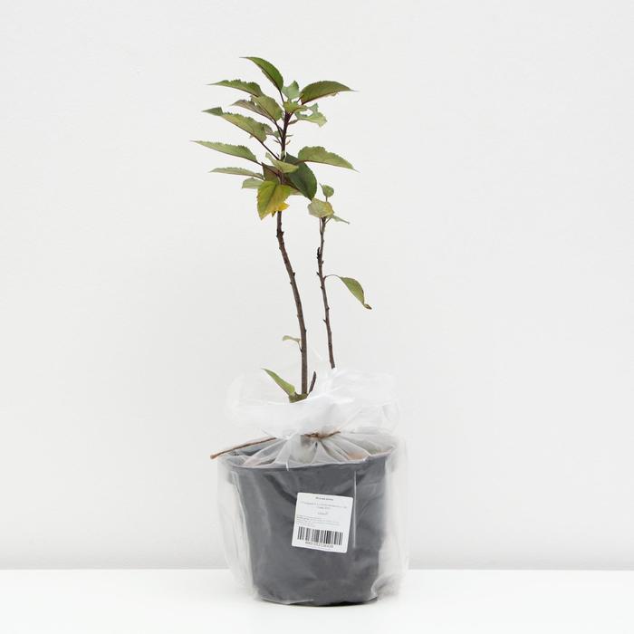 Яблоня дичок, С2-С3 (горшок 3 л.), 40-60 см высота, Осень, 1 шт
Яблоня дичок, С2-С3 (горшок 3 л.), 40-60 см высота, Осень, 1 шт