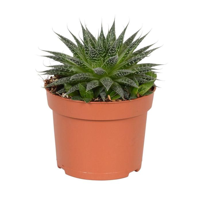 Алое остистое, D 12
Алое остистое, D 12