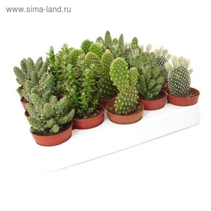 Кактус Микс D 12
Кактус Микс D 12