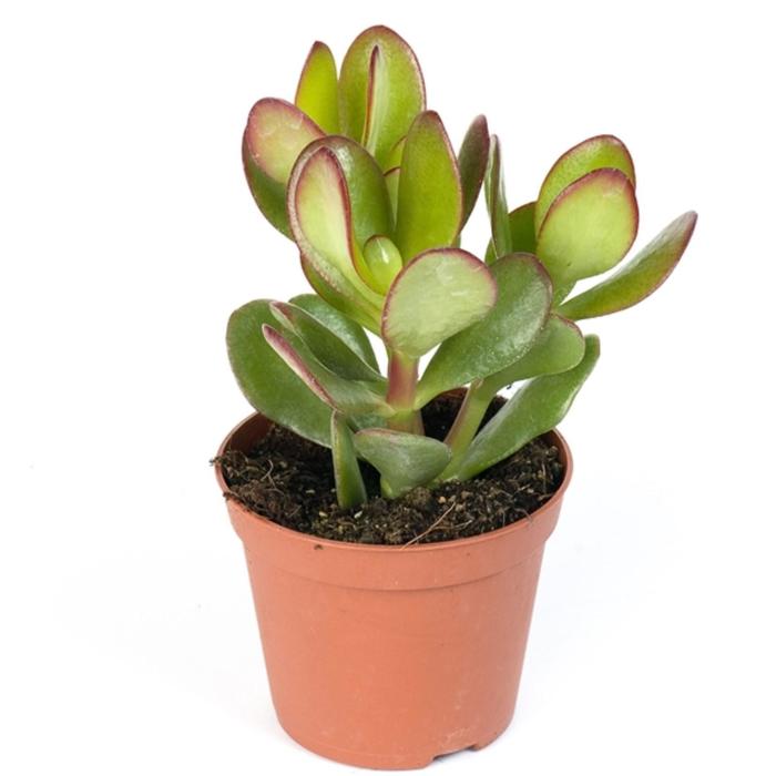 Крассула Овата D 10
Крассула Овата D 10