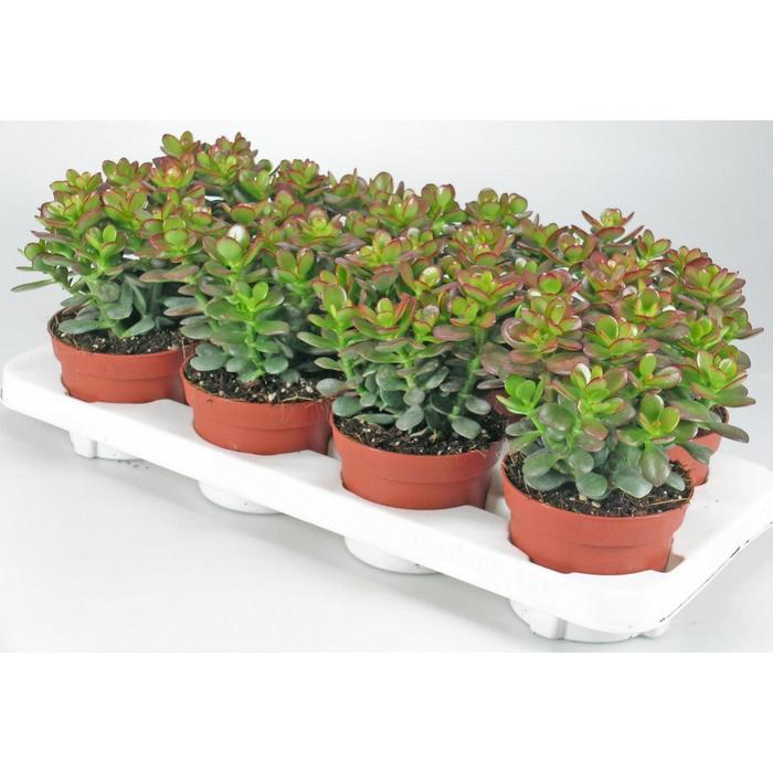 Крассула Овата Минор D 10 
Крассула Овата Минор D 10