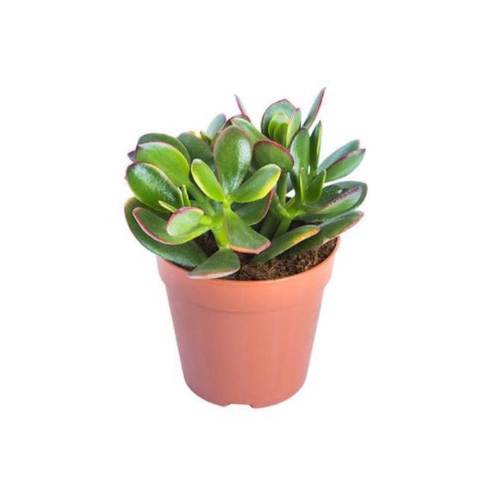 Крассула Овата Сансет D 12
Крассула Овата Сансет D 12