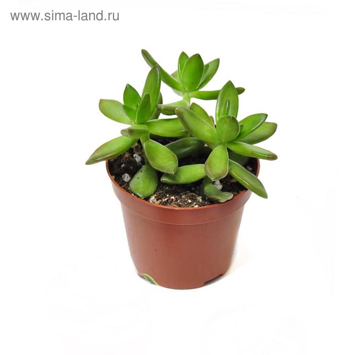 Очиток Нусбаумерианум D 9
Очиток Нусбаумерианум D 9