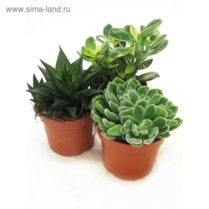 Суккулент Микс D 12
Суккулент Микс D 12