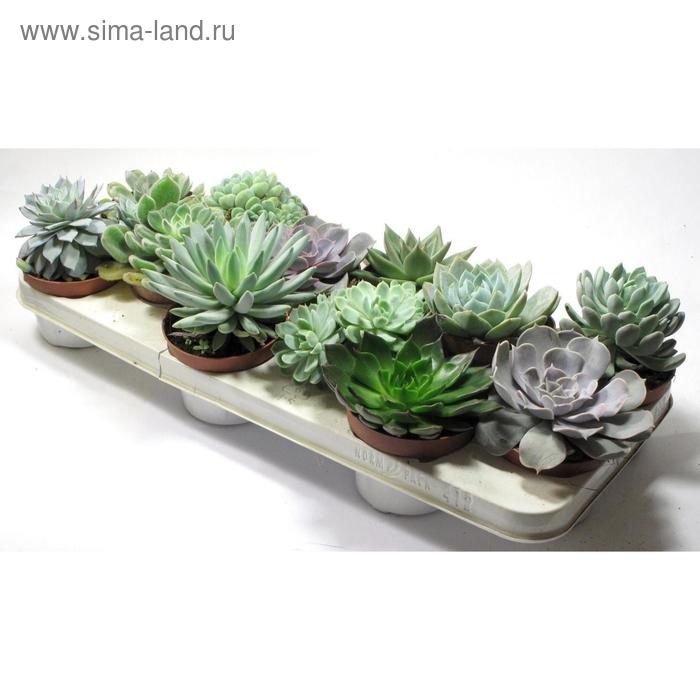 Эхеверия Микс D 9
Эхеверия Микс D 9