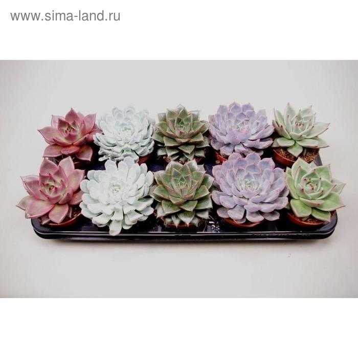 Эхеверия Микс D 12
Эхеверия Микс D 12