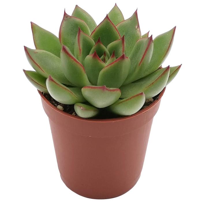 Эхеверия Миранда D 12
Эхеверия Миранда D 12