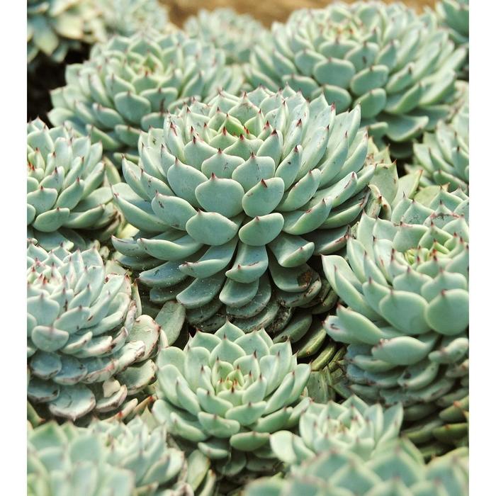 Эхеверия Раниони D 5
Эхеверия Раниони D 5