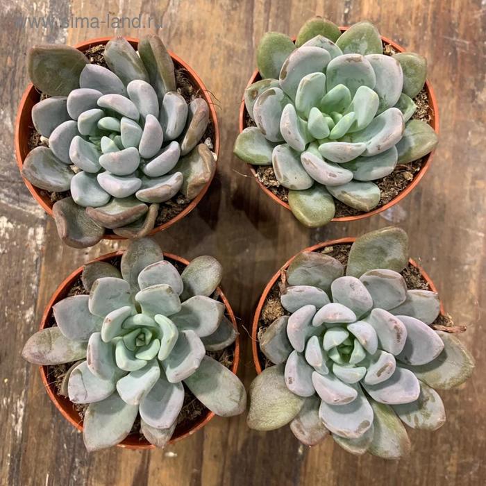 Эхеверия Элеганс D 5
Эхеверия Элеганс D 5