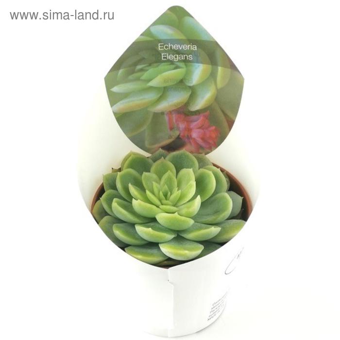 Эхеверия Элеганс D 9
Эхеверия Элеганс D 9