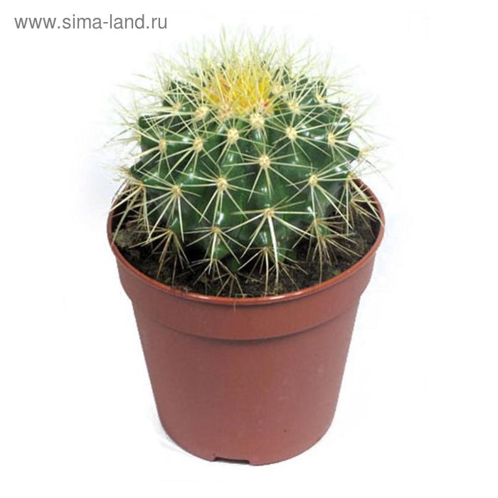 Эхинокактус Грузони D 5
Эхинокактус Грузони D 5