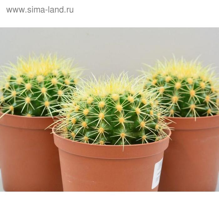 Эхинокактус Грузони D 9
Эхинокактус Грузони D 9