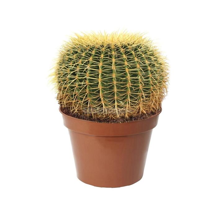 Эхинокактус Грузони D 12
Эхинокактус Грузони D 12