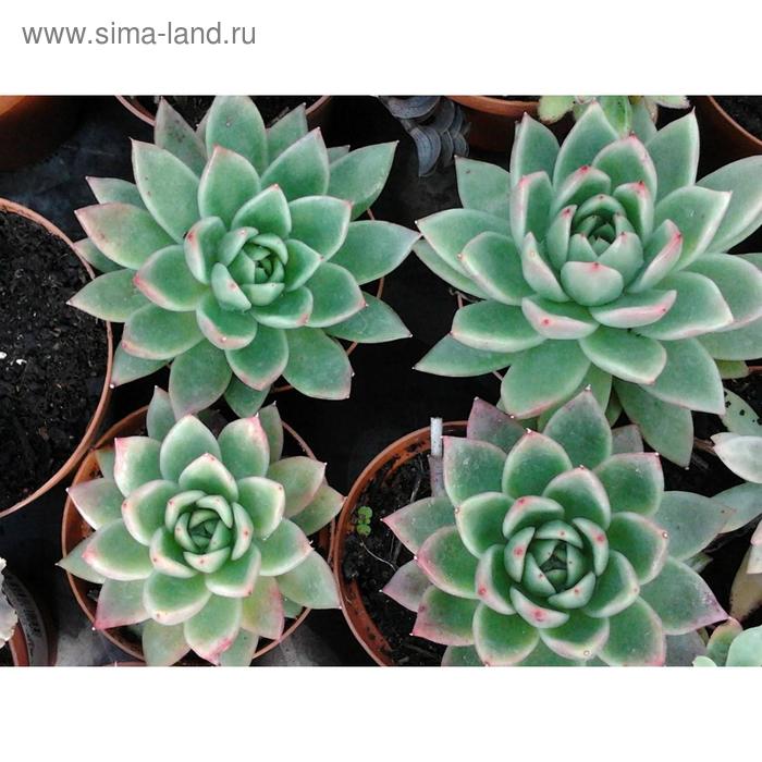 Эхеверия Агавоидес D 5
Эхеверия Агавоидес D 5