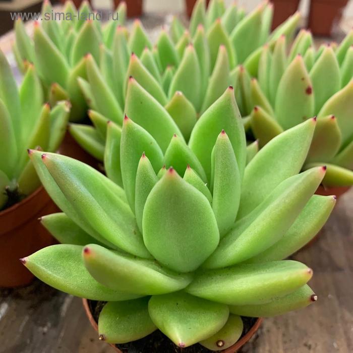 Эхеверия Агавоидес D 9
Эхеверия Агавоидес D 9