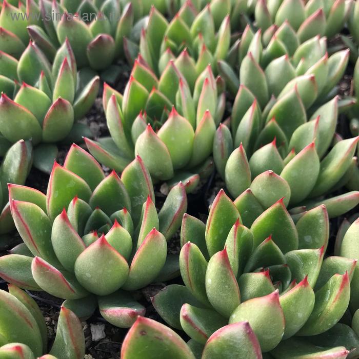 Эхеверия Агавоидес Ред Тип D 10
Эхеверия Агавоидес Ред Тип D 10