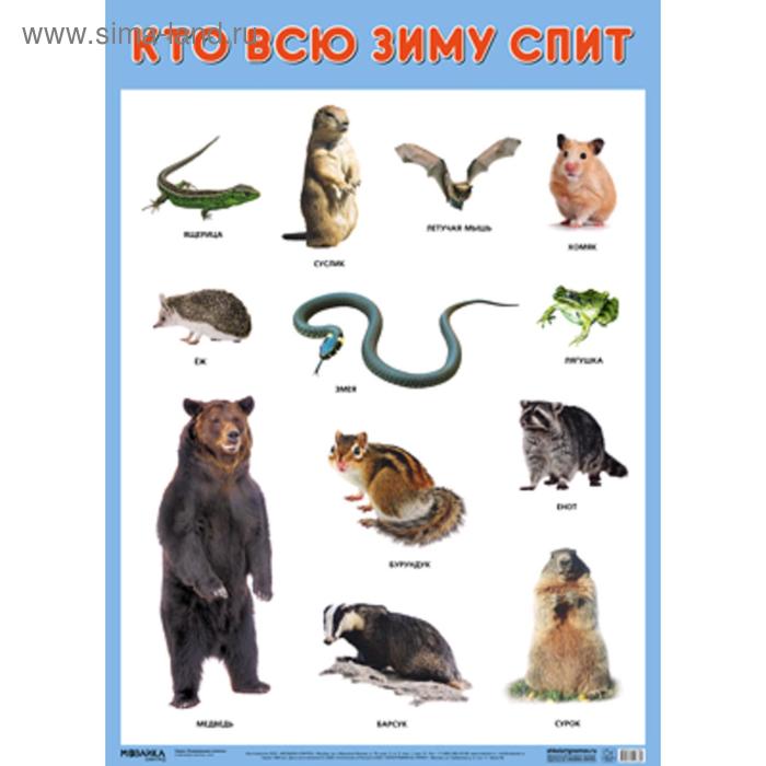 Развивающие плакаты. Кто всю зиму спит, Нафиков Р. М.
Развивающие плакаты. Кто всю зиму спит, Нафиков Р. М.