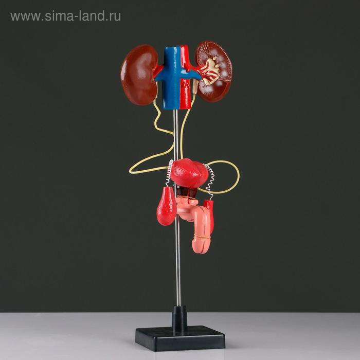 Макет "Мочеиспускательная система человека" 45*11см
Макет "Мочеиспускательная система человека" 45*11см
