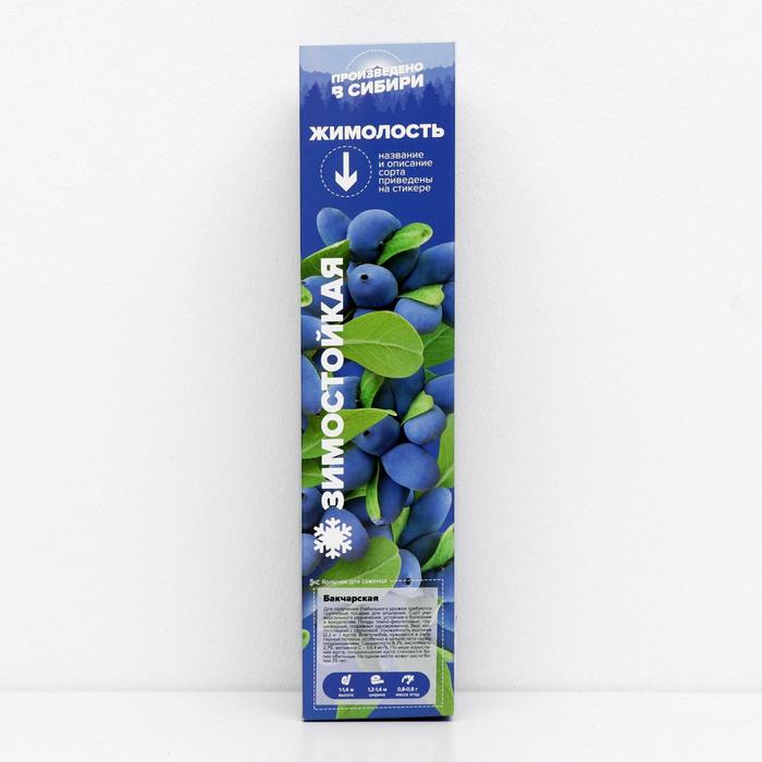 Саженец Жимолость Бакчарская, 1 шт, Весна 2022