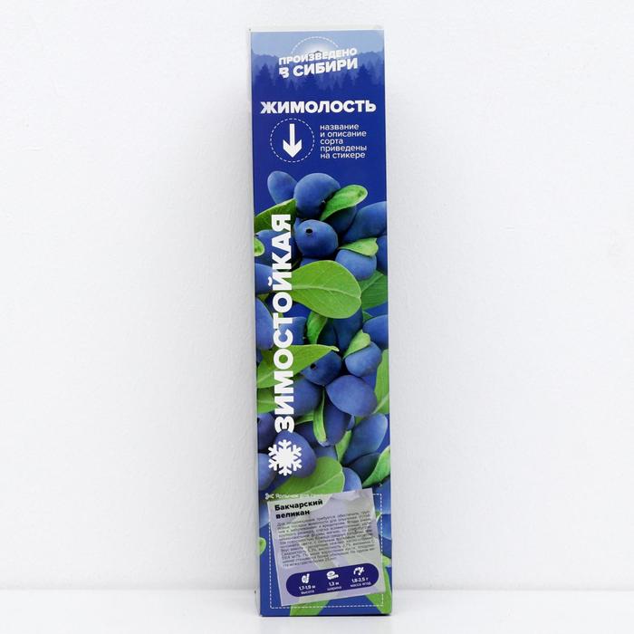 Саженец Жимолость Бакчарский Великан, 1 шт, Весна 2022
Саженец Жимолость Бакчарский Великан, 1 шт, Весна 2022