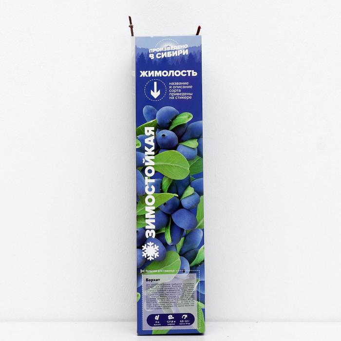 Саженец Жимолость Бархат, 1 шт, Весна 2022
Саженец Жимолость Бархат, 1 шт, Весна 2022