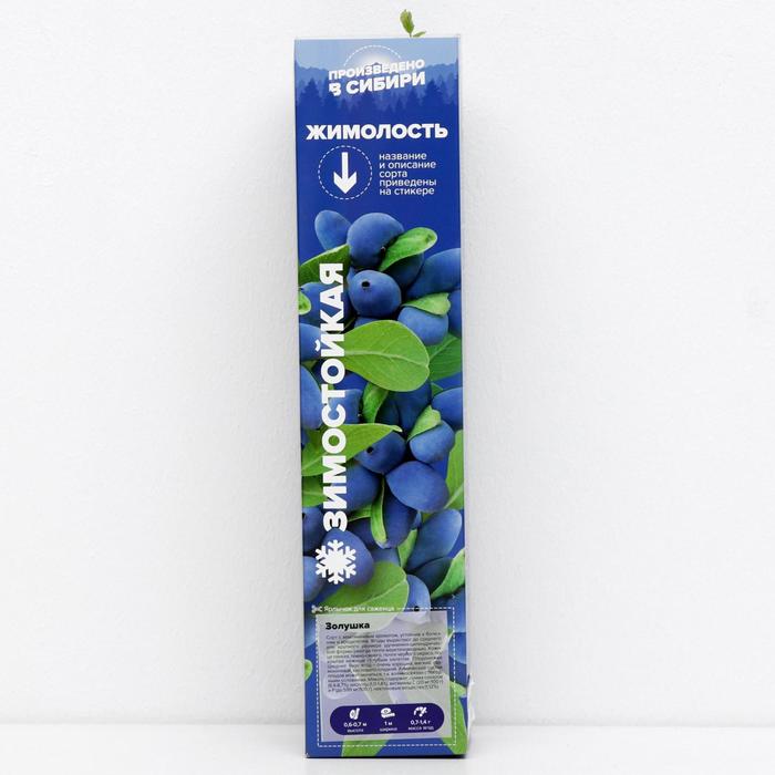 Саженец Жимолость Золушка, 1 шт, Весна 2022 
Саженец Жимолость Золушка, 1 шт, Весна 2022