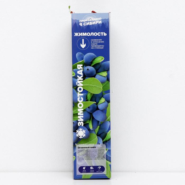 Саженец Жимолость Огненый Опал, 1 шт, Весна 2022
Саженец Жимолость Огненый Опал, 1 шт, Весна 2022