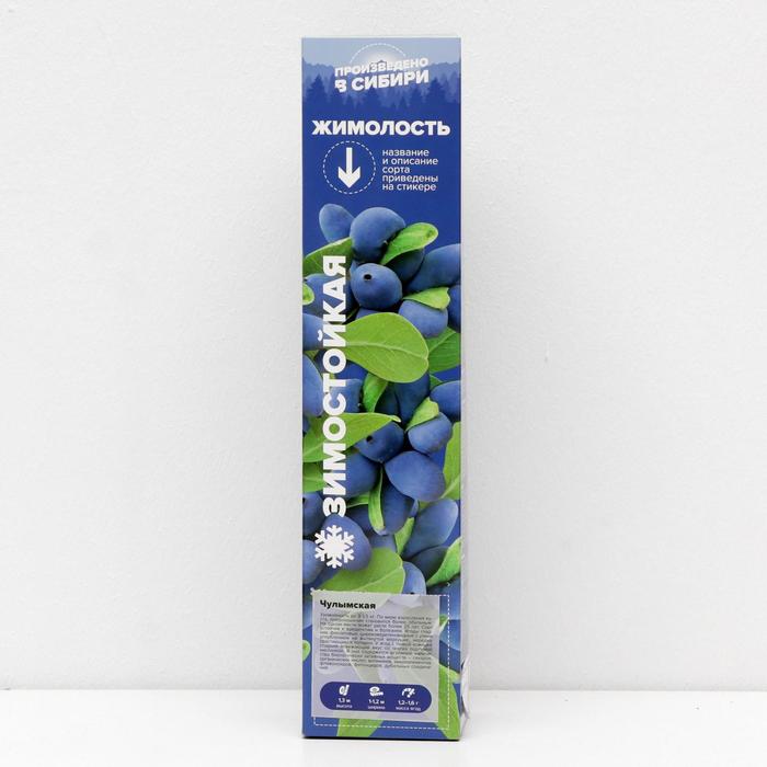 Саженец Жимолость Чулымская, 1 шт, Весна 2022
Саженец Жимолость Чулымская, 1 шт, Весна 2022