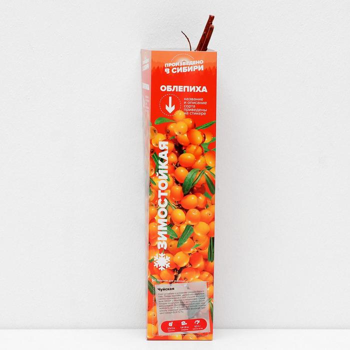 Саженец Облепиха Чуйская, 1 шт, Весна 2022
Саженец Облепиха Чуйская, 1 шт, Весна 2022