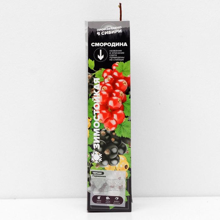 Саженец Смородина Гармония, 1 шт, Весна 2022
Саженец Смородина Гармония, 1 шт, Весна 2022