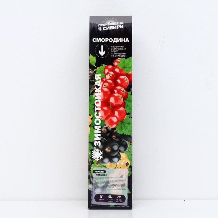 Саженец Смородина Геркулес, 1 шт, Весна 2022
Саженец Смородина Геркулес, 1 шт, Весна 2022