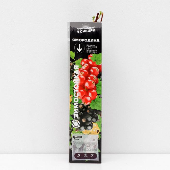 Саженец Смородина Лама, 1 шт, Весна 2022
Саженец Смородина Лама, 1 шт, Весна 2022