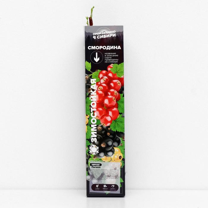 Саженец Смородина Пигмей, 1 шт, Весна 2022
Саженец Смородина Пигмей, 1 шт, Весна 2022