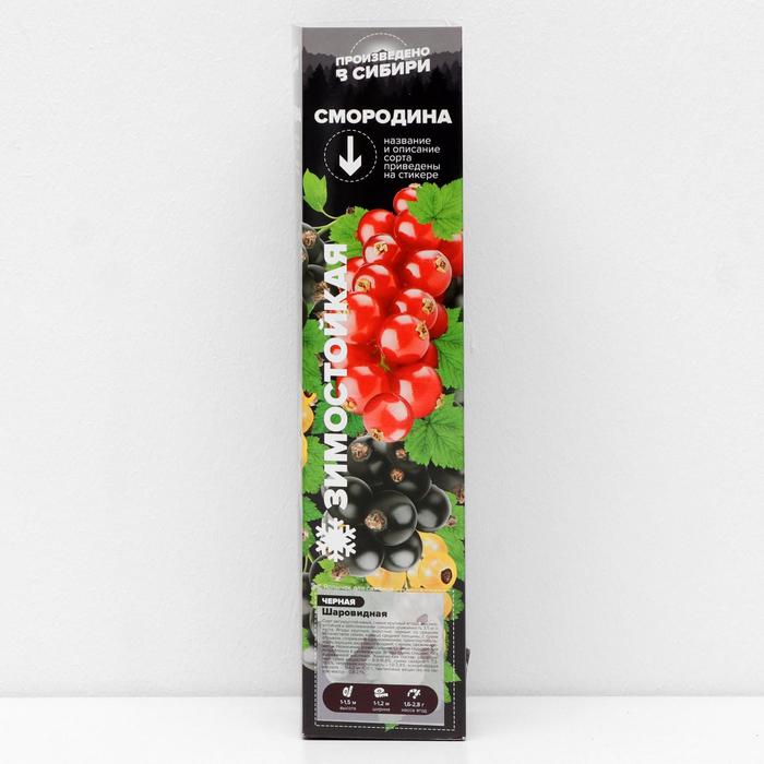 Саженец Смородина Шаровидная, 1 шт, Весна 2022
Саженец Смородина Шаровидная, 1 шт, Весна 2022