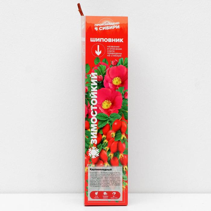 Саженец Шиповник Крупноплодный, 1 шт, Весна 2022 
Саженец Шиповник Крупноплодный, 1 шт, Весна 2022