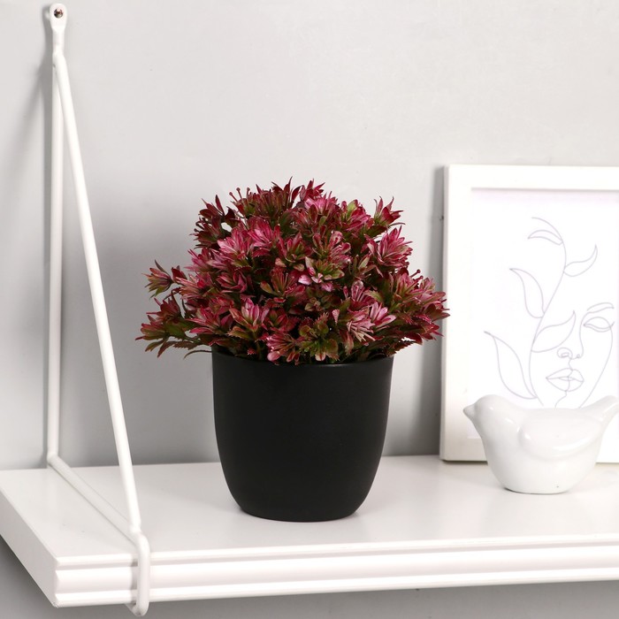 Бонсай в горшке "Лодочки" 10х16 см, микс
Бонсай в горшке "Лодочки" 10х16 см, микс