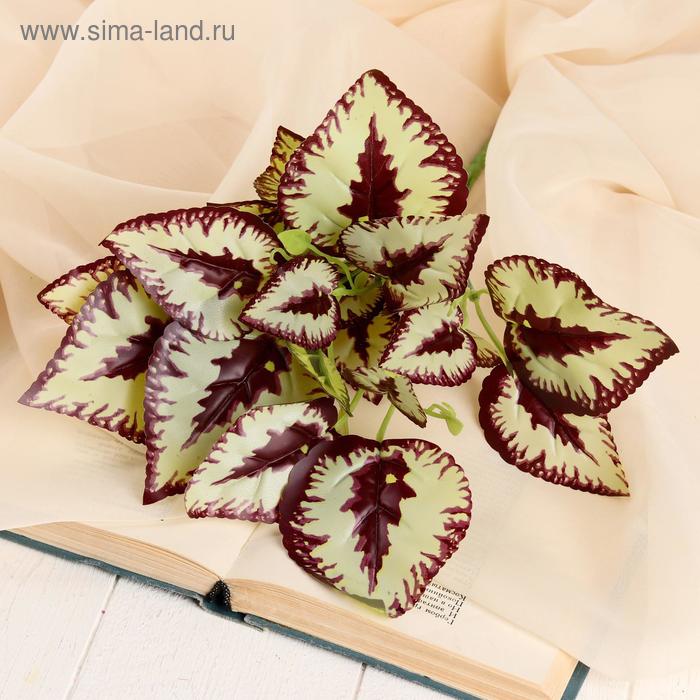 Букет "Диффенбахия тропик" 32 см, микс
Букет "Диффенбахия тропик" 32 см, микс