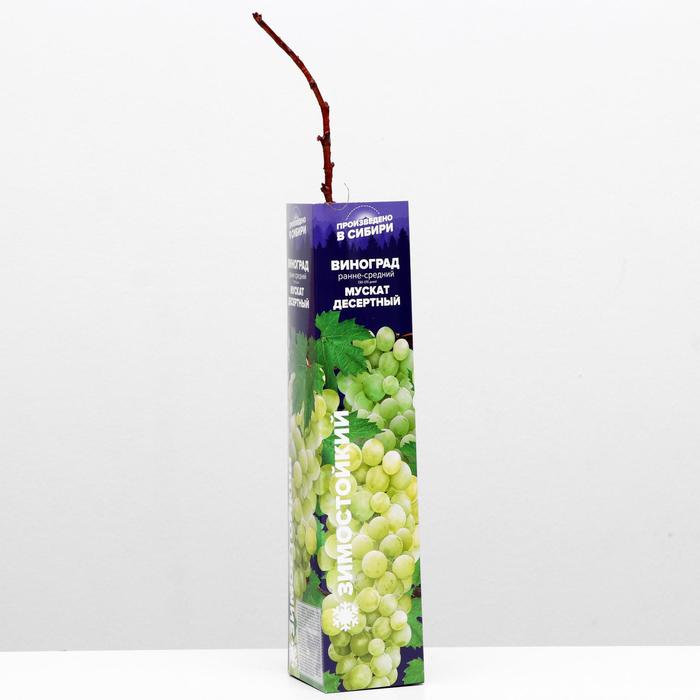 Саженец винограда Мускат десертный, 1 шт, Весна 2022
Саженец винограда Мускат десертный, 1 шт, Весна 2022